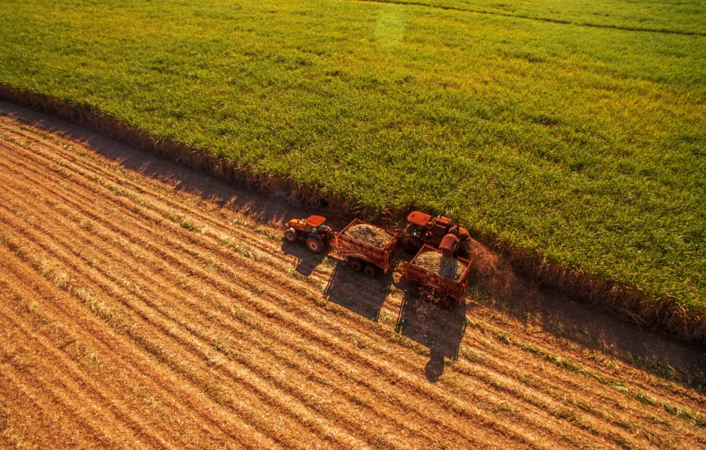 Aerial view of tractors harvesting sugarcane in a field, with neatly divided green and harvested crop sections under golden sunlight.