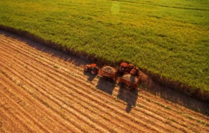 Aerial view of tractors harvesting sugarcane in a field, with neatly divided green and harvested crop sections under golden sunlight.